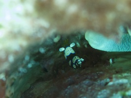 IMG 4202 Squat Anemone Shrimp